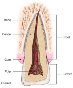 Traumatic-Dental-Injuries-249x300-1